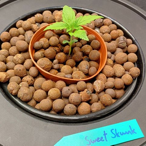 Sweet🦨Skunk🦨Auto Ember growlog timeline photo