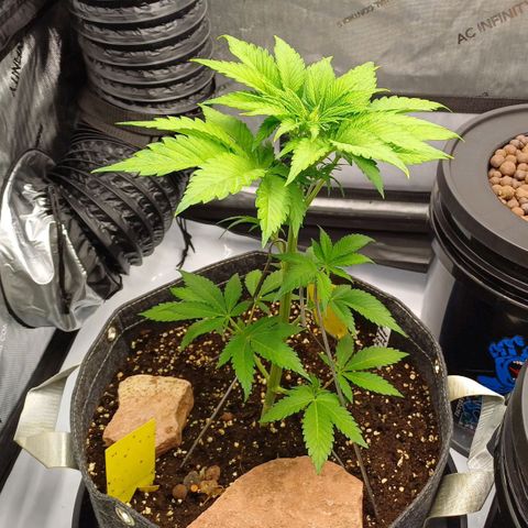 🍓Strawberry🍓 Cola🥤 Sherbet🍧 F1🏎 Lotus growlog timeline photo