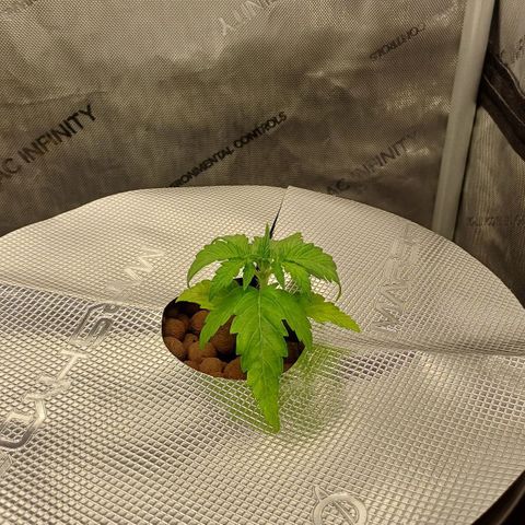 Oreoz🍪Auto Ellie growlog timeline photo