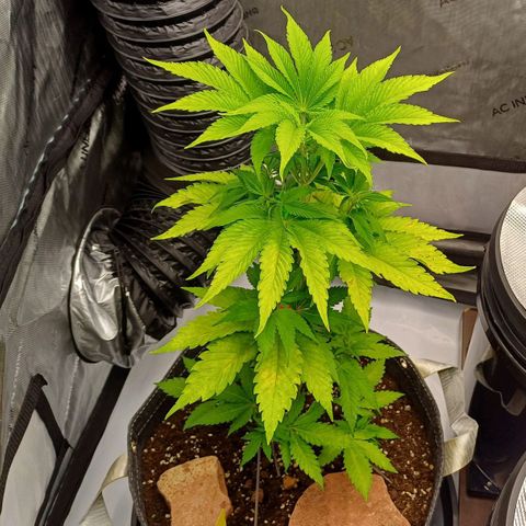 🍓Strawberry🍓 Cola🥤 Sherbet🍧 F1🏎 Lotus growlog timeline photo