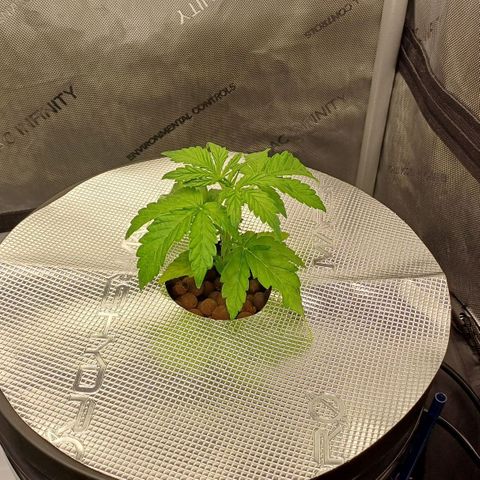 Oreoz🍪Auto Ellie growlog timeline photo