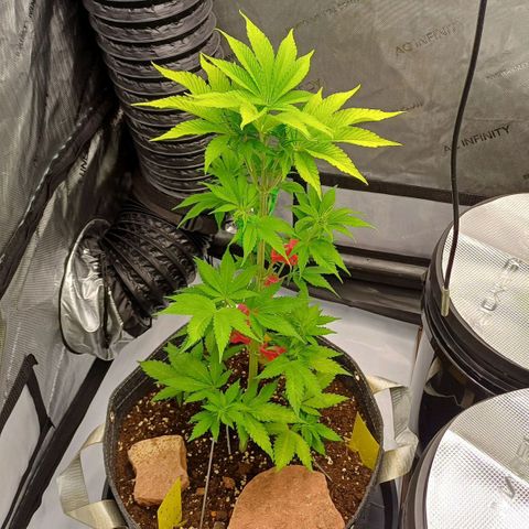 🍓Strawberry🍓 Cola🥤 Sherbet🍧 F1🏎 Lotus growlog timeline photo