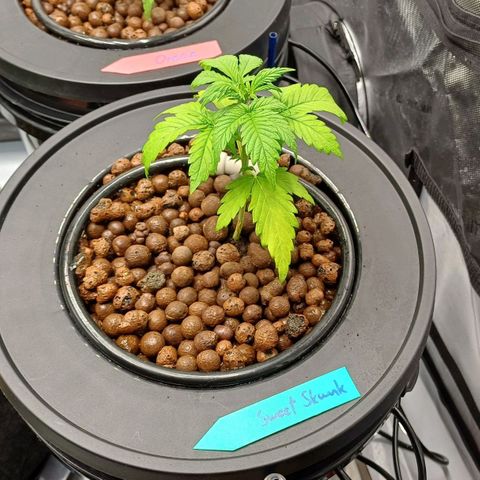 Sweet🦨Skunk🦨Auto Ember growlog timeline photo
