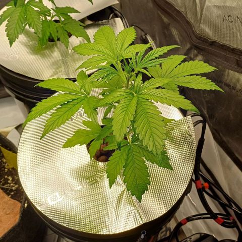 Sweet🦨Skunk🦨Auto Ember growlog timeline photo