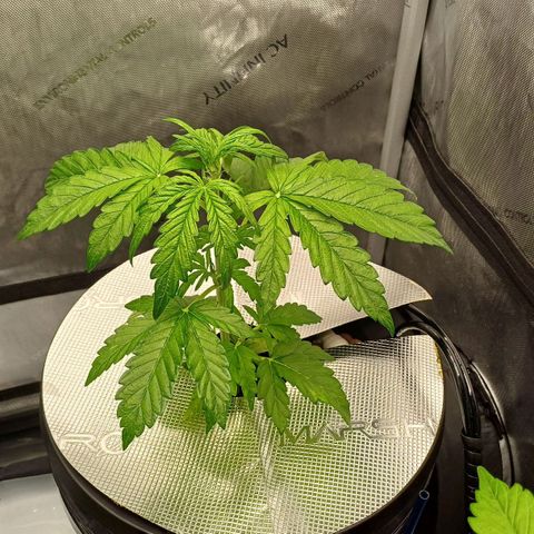 Oreoz🍪Auto Ellie growlog timeline photo