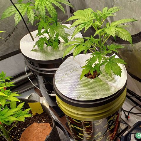 Sweet🦨Skunk🦨Auto Ember growlog timeline photo