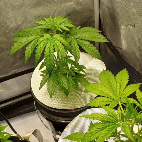 Oreoz🍪Auto Ellie growlog timeline photo