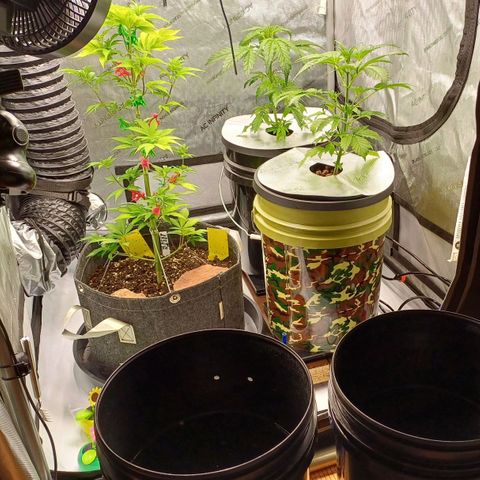 Sweet🦨Skunk🦨Auto Ember growlog timeline photo