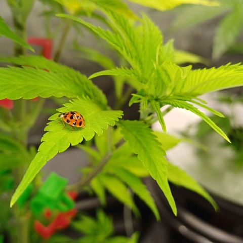 🍓Strawberry🍓 Cola🥤 Sherbet🍧 F1🏎 Lotus growlog timeline photo