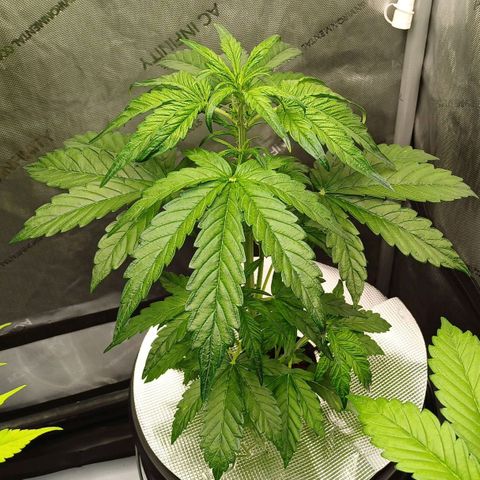 Oreoz🍪Auto Ellie growlog timeline photo