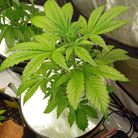 Sweet🦨Skunk🦨Auto Ember growlog timeline photo