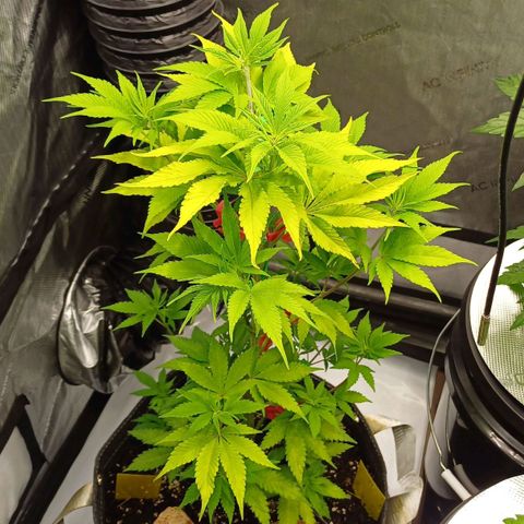 🍓Strawberry🍓 Cola🥤 Sherbet🍧 F1🏎 Lotus growlog timeline photo