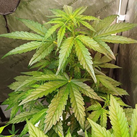 Oreoz🍪Auto Ellie growlog timeline photo