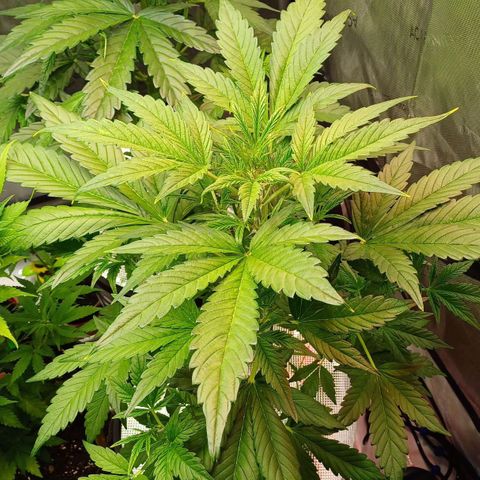 Sweet🦨Skunk🦨Auto Ember growlog timeline photo
