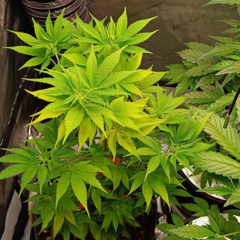 🍓Strawberry🍓 Cola🥤 Sherbet🍧 F1🏎 Lotus growlog timeline photo
