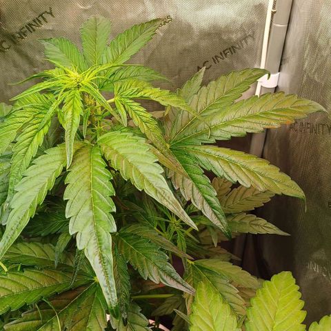 Oreoz🍪Auto Ellie growlog timeline photo