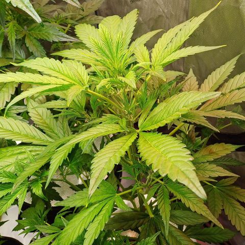 Sweet🦨Skunk🦨Auto Ember growlog timeline photo
