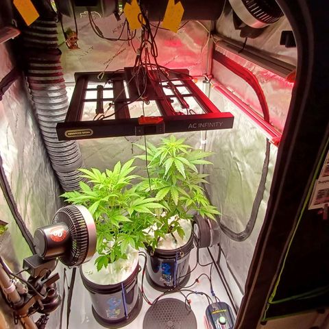 Sweet🦨Skunk🦨Auto Ember growlog timeline photo