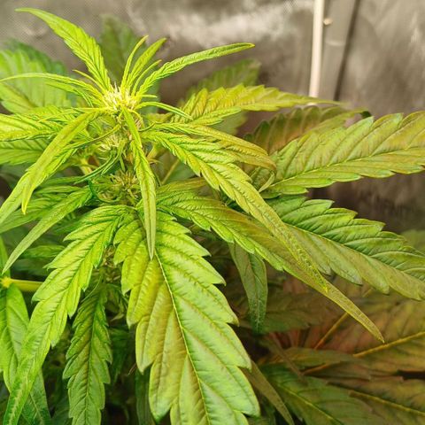 Oreoz🍪Auto Ellie growlog timeline photo