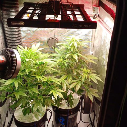 Sweet🦨Skunk🦨Auto Ember growlog timeline photo