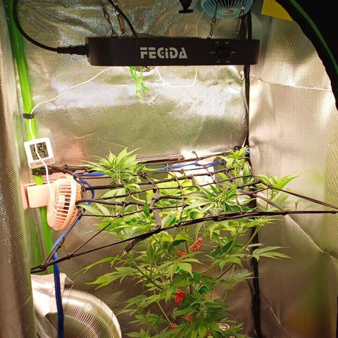 🍓Strawberry🍓 Cola🥤 Sherbet🍧 F1🏎 Lotus growlog timeline photo