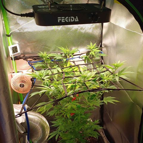 🍓Strawberry🍓 Cola🥤 Sherbet🍧 F1🏎 Lotus growlog timeline photo