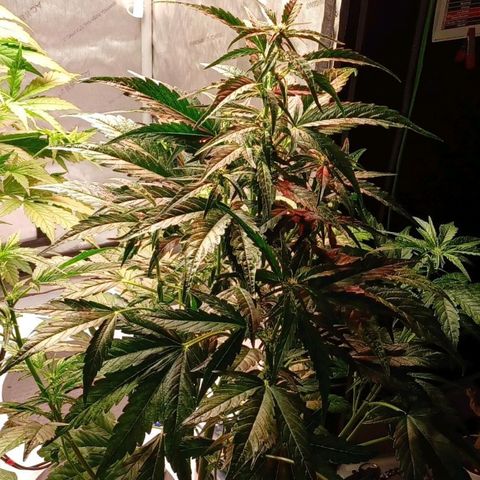 Oreoz🍪Auto Ellie growlog timeline photo