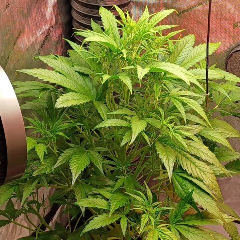Sweet🦨Skunk🦨Auto Ember growlog timeline photo
