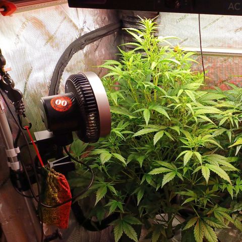 Sweet🦨Skunk🦨Auto Ember growlog timeline photo