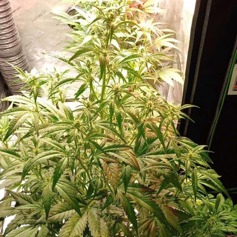 Sweet🦨Skunk🦨Auto Ember growlog timeline photo