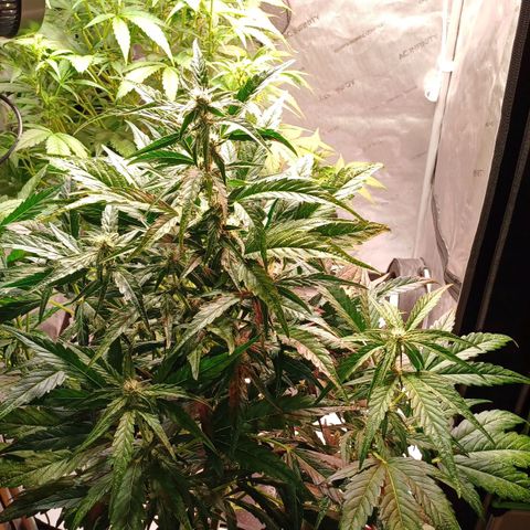 Oreoz🍪Auto Ellie growlog timeline photo