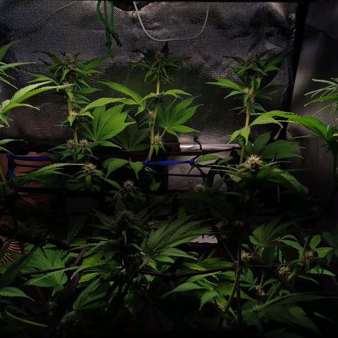 🍓Strawberry🍓 Cola🥤 Sherbet🍧 F1🏎 Lotus growlog timeline photo