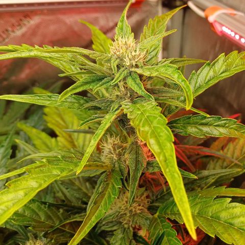 Oreoz🍪Auto Ellie growlog timeline photo