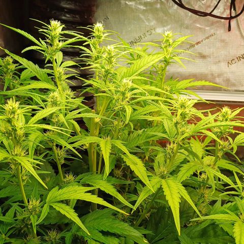 Sweet🦨Skunk🦨Auto Ember growlog timeline photo