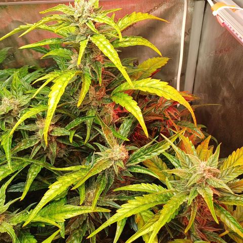 Oreoz🍪Auto Ellie growlog timeline photo