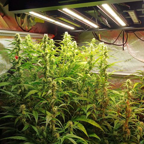 Sweet🦨Skunk🦨Auto Ember growlog timeline photo