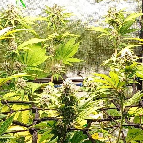 🍓Strawberry🍓 Cola🥤 Sherbet🍧 F1🏎 Lotus growlog timeline photo