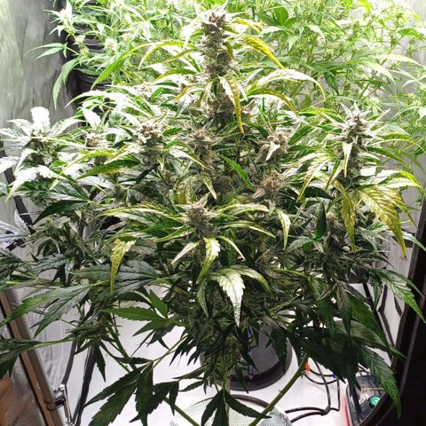 Oreoz🍪Auto Ellie growlog timeline photo