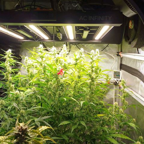 Sweet🦨Skunk🦨Auto Ember growlog timeline photo