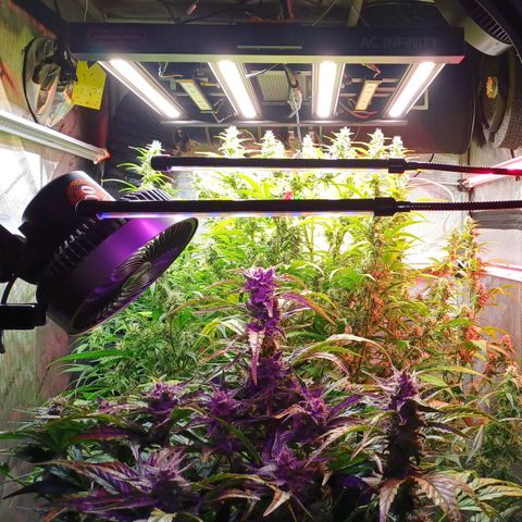 Sweet🦨Skunk🦨Auto Ember growlog timeline photo