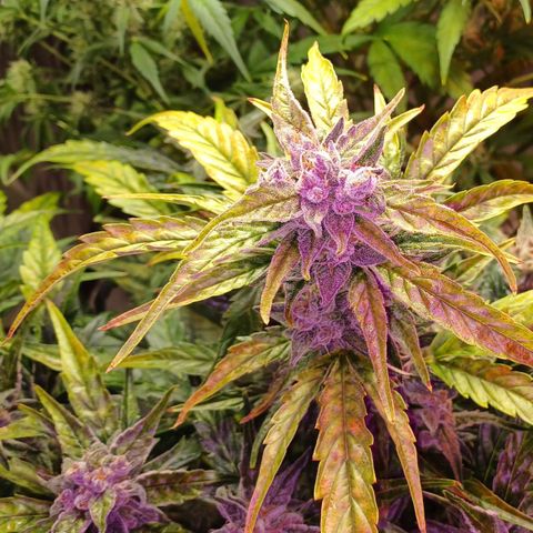 Oreoz🍪Auto Ellie growlog timeline photo
