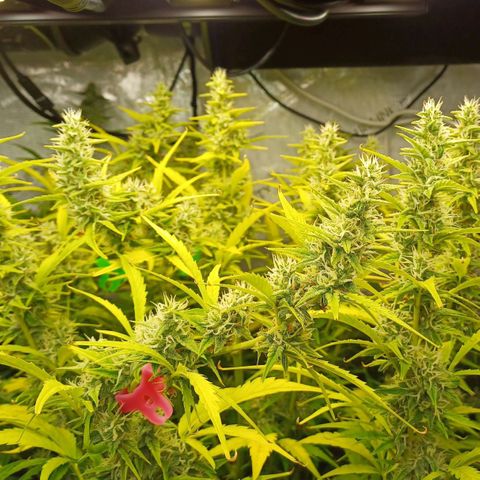 Sweet🦨Skunk🦨Auto Ember growlog timeline photo