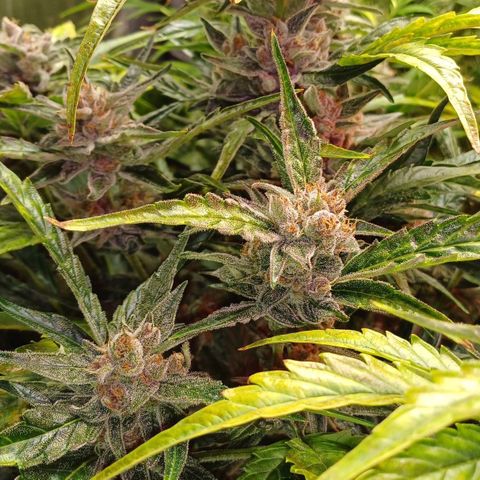 Oreoz🍪Auto Ellie growlog timeline photo