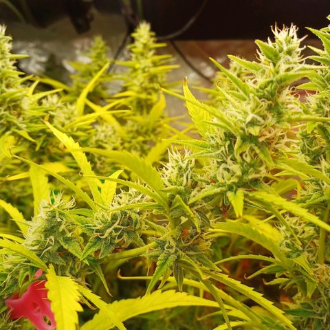 Sweet🦨Skunk🦨Auto Ember growlog timeline photo