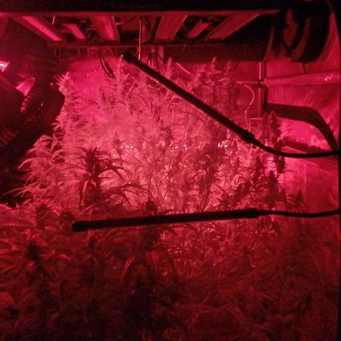 Sweet🦨Skunk🦨Auto Ember growlog timeline photo