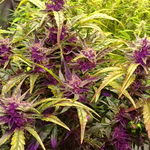 Oreoz🍪Auto Ellie growlog timeline photo