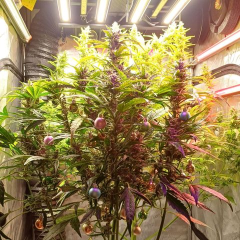 Oreoz🍪Auto Ellie growlog timeline photo