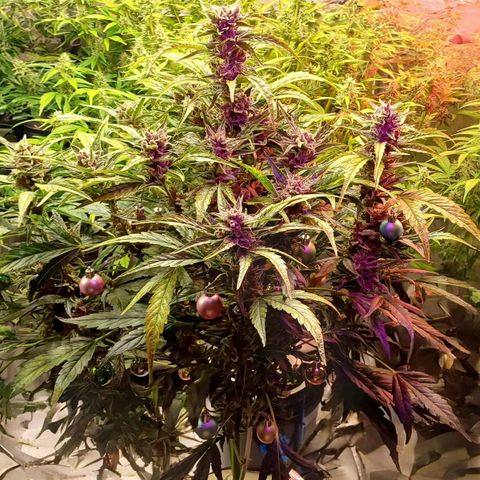 Oreoz🍪Auto Ellie growlog timeline photo