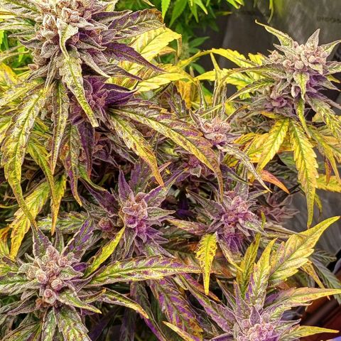 Oreoz🍪Auto Ellie growlog timeline photo