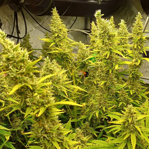 Sweet🦨Skunk🦨Auto Ember growlog timeline photo